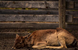 Fototapeta Zwierzęta - Młoda leżąca sarenka w gospodarstwie agroturystycznym