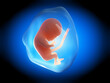 médical  -humain - foetus - embryon -développement