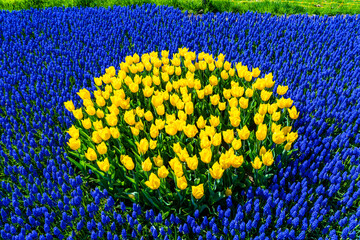 Wall Mural - colorful tuip flowers in green garden. Emirgan tulip festival, İstanbul.