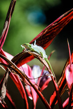 Shedding Green Gecko In The Pink Hawaiian Plant 