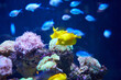 An element of marine life. A small beautiful yellow fish in blue water