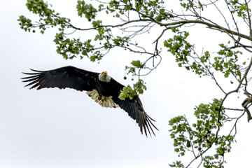 Poster - Bald eagle at White Rock Lake, Dallas, Texas.