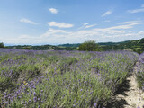 Fototapeta Lawenda - Hills in Sale San Giovanni with lavender fields, Piedmont - Italy
