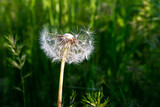 Fototapeta Dmuchawce - Fluffy white dandelion in the grass