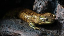 Tiger Salamander (Ambystoma Tigrinum) In A Moist Environment, Close-up
