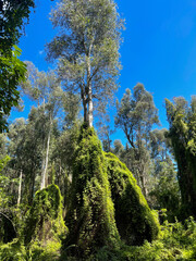 Wall Mural - Tall trees with crawler plants in their trunks in the forest, Greenacres, Florida USA