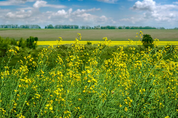 Fotomurales - rapeseed field close up, beautiful rural landscape