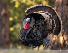 Close Up Of Merriam's Tom Turkey (Meleagris Gallopavo) Strutting Colorado, USA