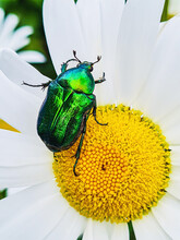 Big Green Beetle On Flower. Shiny Insect Sits On A White Daisy.
