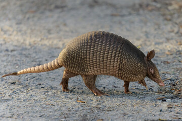 Armadillo Walking on Nature Trail