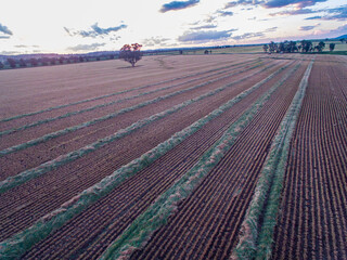 Canvas Print - rows of plants