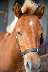 Sticker - portrait of a horse