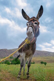 Fototapeta  - Portrait of a proud donkey on the farm