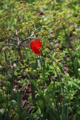 Wall Mural - red poppy flower