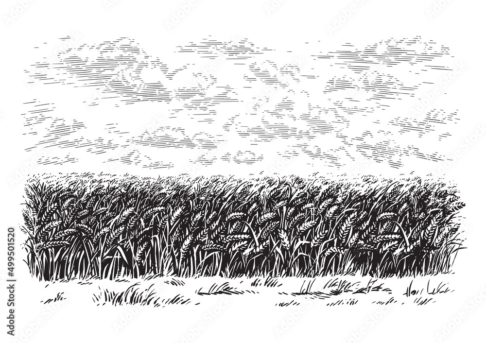 Feild Draw field hand drawing sketch engraving illustration style Stock Vector ...