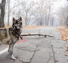 The Wolf Looks Into The Distance Against The Background Of A Road Receding Into Perspective With An Empty Space For Text