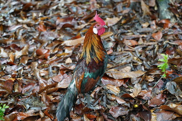 Poster - Red Junglefowl | Gallus gallus | 红原鸡 | rooster on the grass	