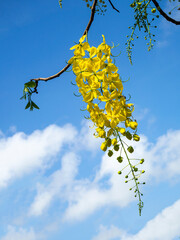 Wall Mural - Golden shower or Cassia fistula flower on blue sky backgroung.