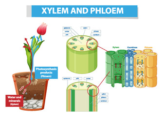 Poster - Diagram showing xylem and phloem in plant