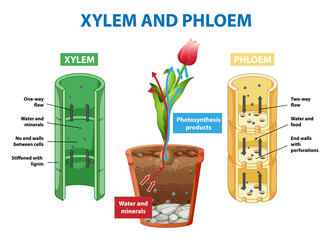 Wall Mural - Diagram showing xylem and phloem in plant