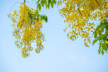 Beautiful Of Cassia Tree, Golden Shower Tree. Yellow Cassia Fistula Flowers On A Tree In Spring. Cassia Fistula, Known As The Golden Rain Tree Or Shower Tree, National Flower Of Thailand