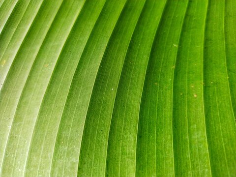 full frame of banana leaf texture.