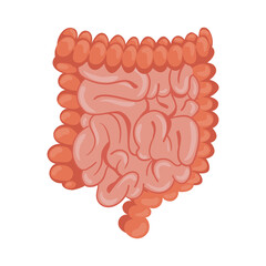 Sticker - intestine human organs