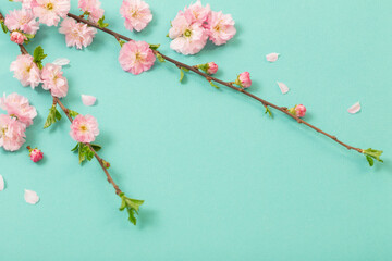 Wall Mural - branches of blossoming almonds on green background