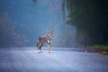 Coyote Standing On The Road In Early Morning Fog