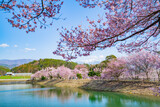 Fototapeta Sawanna - 長野県伊那市　春の六道堤の桜