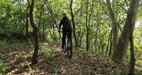 Wall Mural - Asian woman mountain biking on spring forest trail