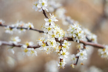 Wall Mural - Detail of white tree blossom on branch. Spring background