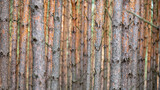 Fototapeta Las - A pine (Pinus sylvesrtis) forest in the Kampinos National Park, Poland.