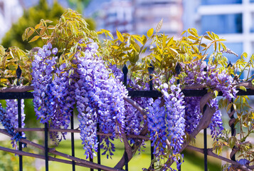 Poster - Beautiful purple wisteria flowers on a hedge with a small depth of field.