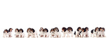 Many Beagle Puppies