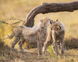 Two young Cheetah cubs grooming 
