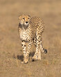 Cheetah walking.  