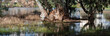 Eucalyptus trees in the water in the lake in a picturesque place. Reflection in the water of trees.