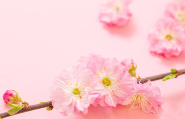 Wall Mural - branches of blossoming almonds on pink background