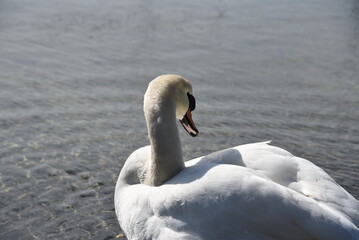 Wall Mural - Schwan bei der Gefiederpflege