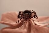 Fototapeta Kwiaty - Wnętrze anemonu