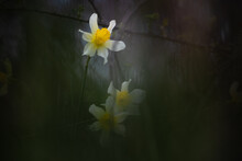 A Group Of Wild Daffodils With A Blurred Surrounding