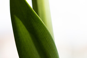 Canvas Print - abstract green leaf detail nature and spa