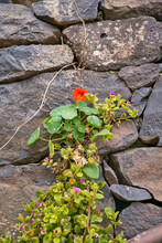 A Flowering Common Orange And Purple Plant Flowering Over Green Leaves And Growing Out Of A Fractured Shale Rock Wall