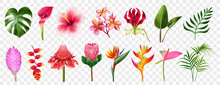 Exotic Flowers Realistic Transparent Set