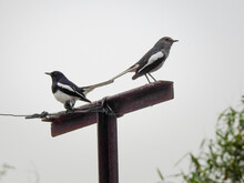 Oriental Magpie-robin (Copsychus Saularis) Couple Sitting On A Pole.