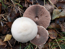 Three Large Caps Of Agaricus Mushrooms Lie On The Forest Floor. Hobby To Find Wild Mushrooms.