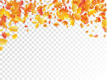 Oak, Maple, Wild Ash Rowan Leaves Vector, Autumn Foliage On Transparent Background.
