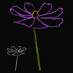 Wall Mural - Set of chalk style cosmos flower branch vector simple illustration isolated on black background. Outline hand drawn colored version. Floral vector for childrens illustration, summer design.