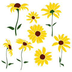 Wall Mural - Set of open heliopsis blossom vector color, yellow illustration isolated on white background. Vector sketch style top view hand drawing of wild, heliopsis, false sunflower.